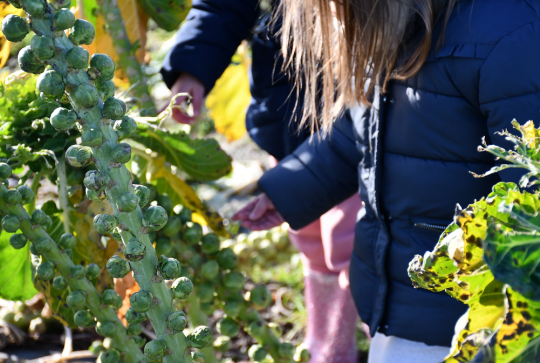 La Ferme du Vinage  : Une récolte en famille avec les enfants
