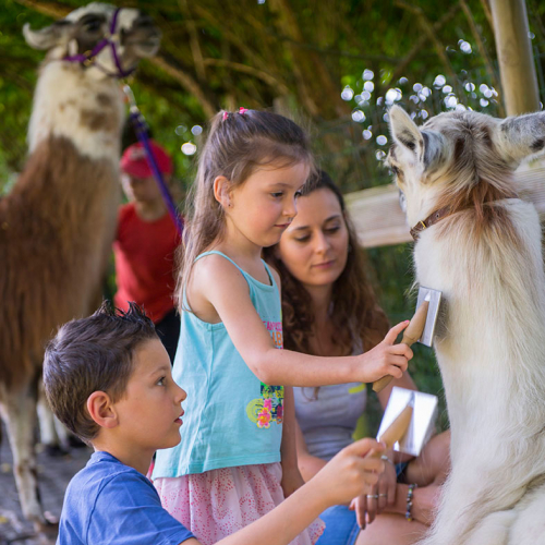 Les Lamas de Salagine