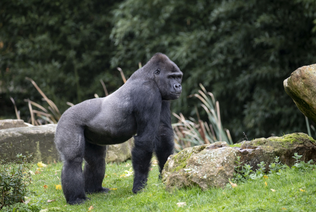 Gorille des plaines à Beauval