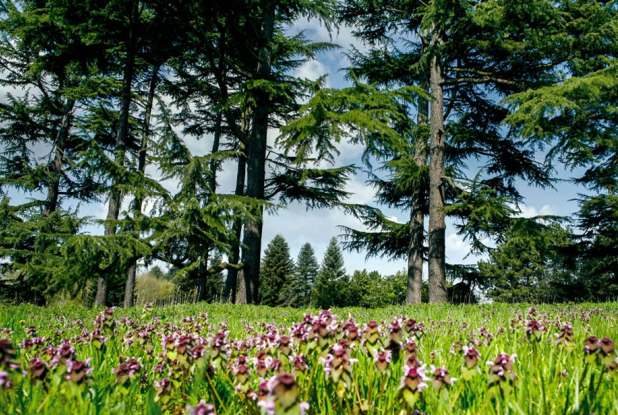 Arboretum de Chèvreloup