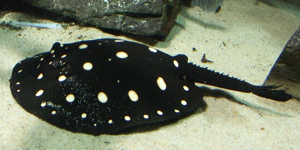 Raie tâchetée d'eau douce