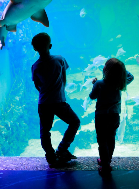 Pas d’aquarium à Toulouse ? Découvrez les plus proches en Occitanie