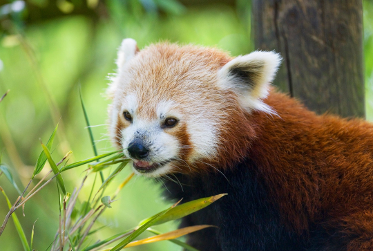 Parc, Château et Zoo de Thoiry - Panda roux