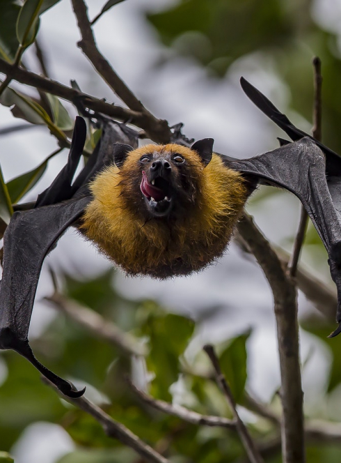 Exposition : Les chauves-souris de Bretagne
