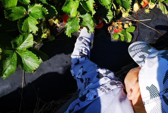 Cueillette Lavernose : enfant ramasse fraises