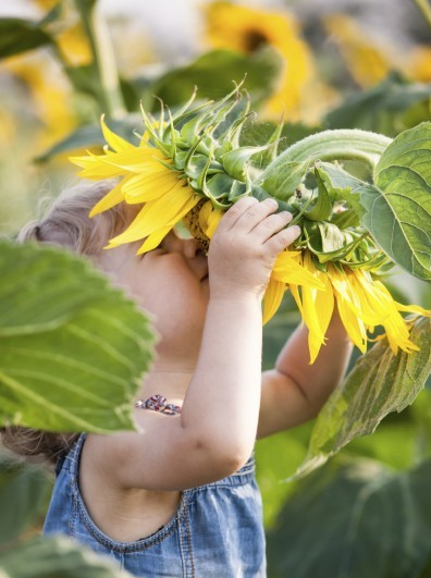 À la rencontre des tournesols