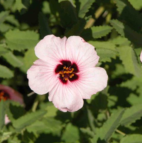 Pavonia xanthogloea Ekmann Famille Malvaceae
