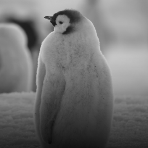 Exposition "Terra incognita"