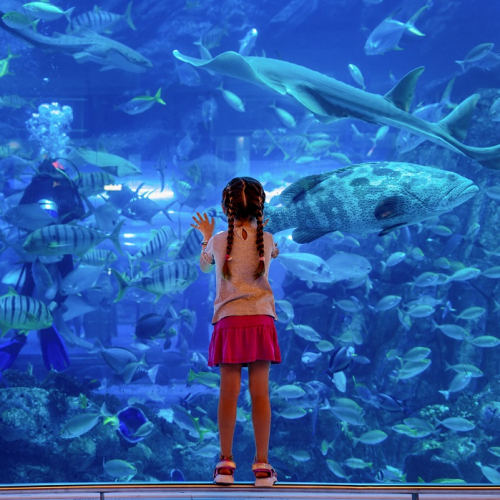 Salon Azuréen de l'Aquariophilie de la terrariophilie : Une petite fille devant un aquarium rempli de poissons