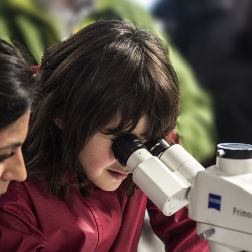 Fête de la science 2019 au Muséum - Atelier microscopie