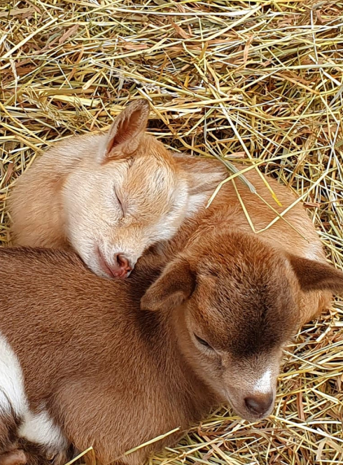 Les Animaux de Fairytale