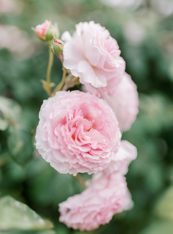 Fête des Roses et des Plantes : Fleurs