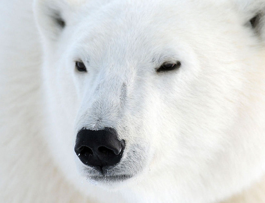 Fragile comme un ours polaire