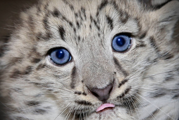 Parc, Château et ZooSafari de Thoiry - Bébé tigre