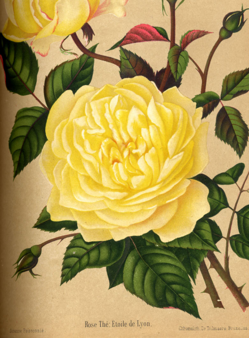 Rose de Lyon - Jardin Botanique de Lyon