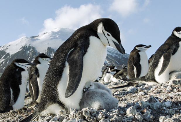 Un nouveau jour sur Terre - Pingouin