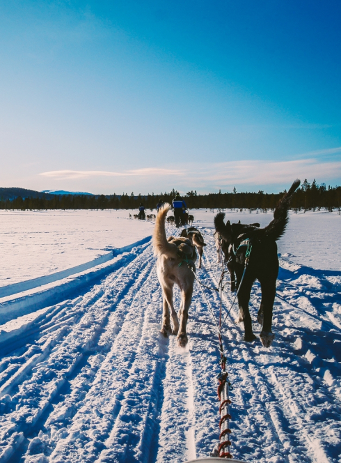 Votre balade en chien de traineau en famille