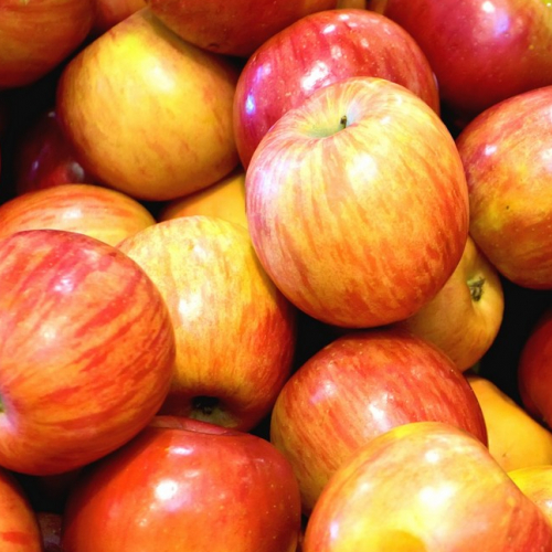 Cueillette de pommes aux Jardins de Brocéliande