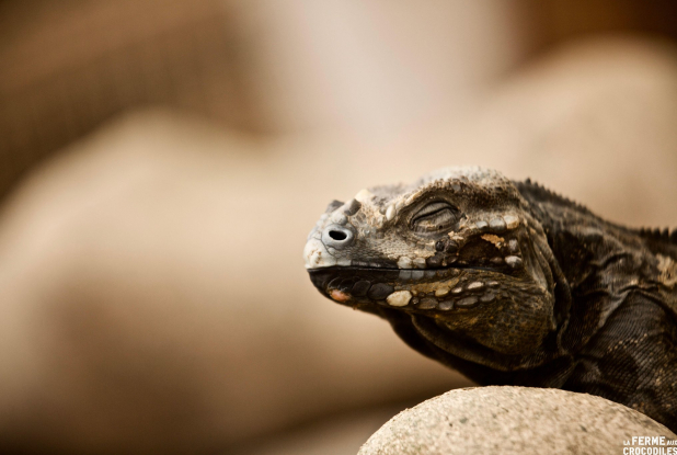 Ferme aux Crocodiles