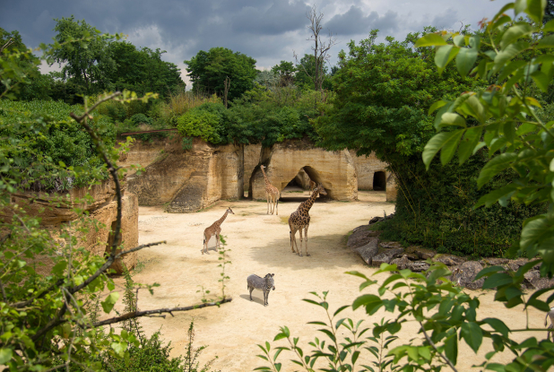 Bioparc de Doué-la-Fontaine - Camp des girafes