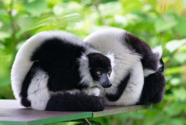 Touroparc : animal