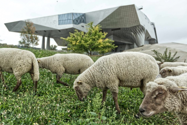 Petite transhumance du Grand Lyon - Confluences