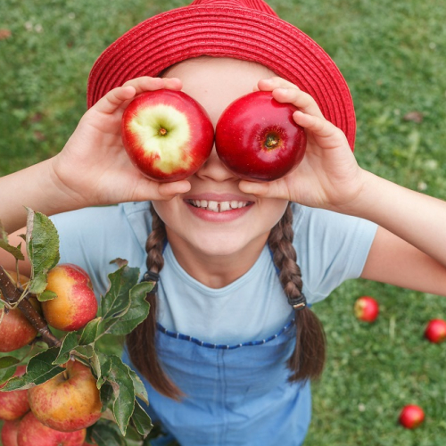 Cueillette en famille : Une famille récolte des cerises