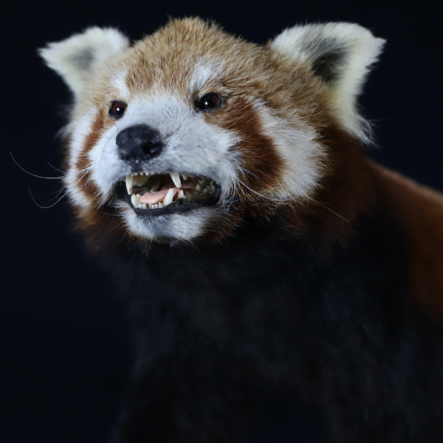 Expo Jangala : Panda roux - Ailurus fulgens