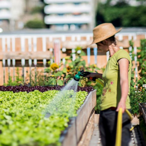 L'atelier du potager