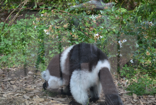 eventscitizenkidZoodeLyon