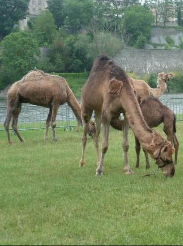 Dromadaires - Festival des bords de Loire