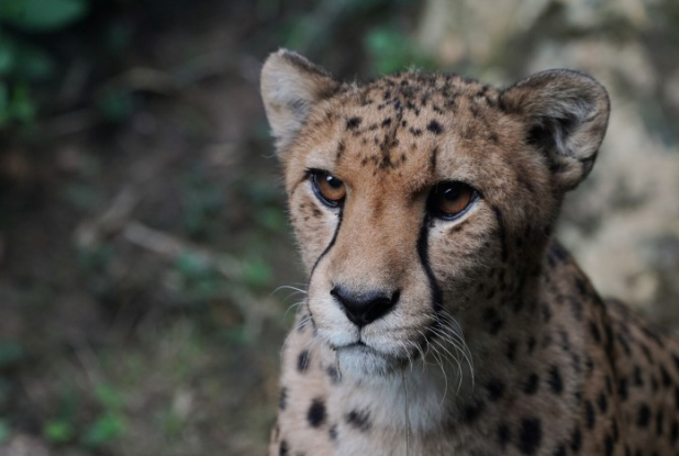 Zoo d'Amnéville : guépard