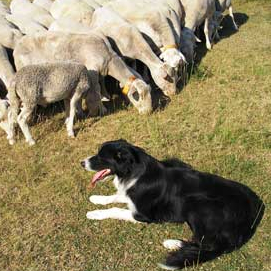 Chiens de troupeau - ferme
