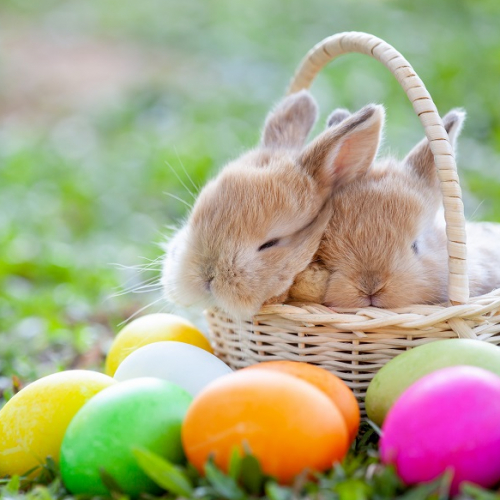 Pâques 2024 au Parc de loisirs Jacques Vernier à Douai : petits lapins dans un panier pour la chasse aux œufs