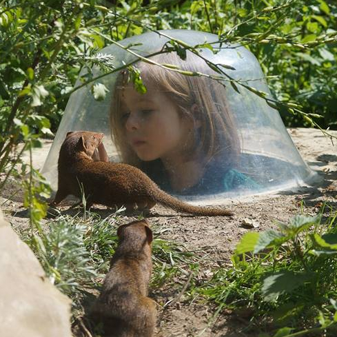 Découverte des mangoustes