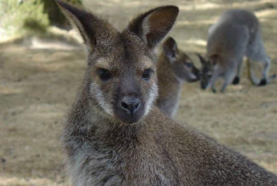 Le Jardin des Kangourous en famille
