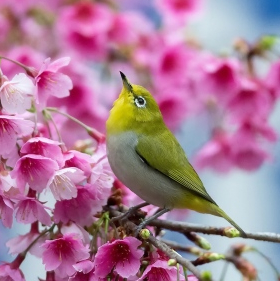 Le printemps des sens - Bibliothèque Jardin Public Bordeaux