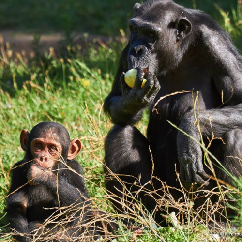 Zoo de la Palmyre
