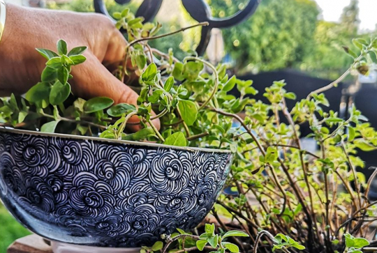 Box jardinage - Réconciliation végétale