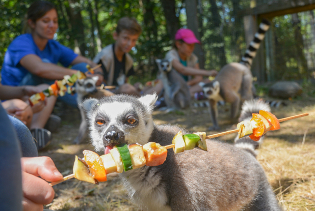 Safari de Peaugres - Lémurien