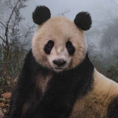 Les plus belles photographies de la vie sauvage de la National Geographic Society