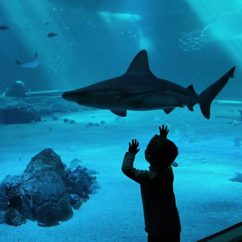 Le Mois de l'Océan à Nausicaá