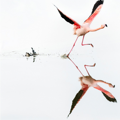 Exposition Camargue Nature