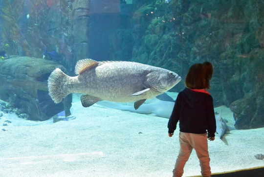 Seaquarium - Grau du Roi