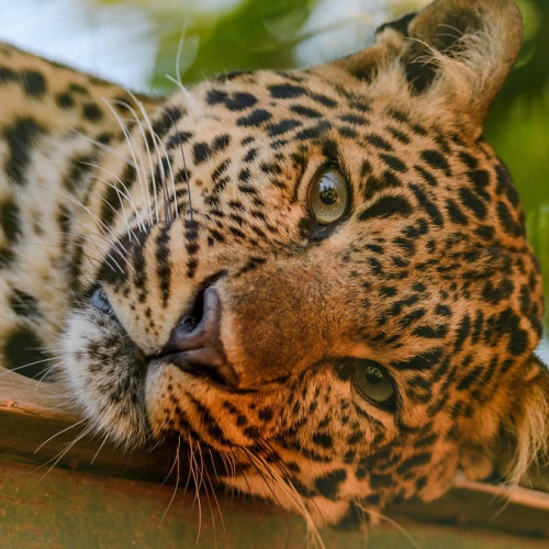 Zoo des 3 vallées - Léopard