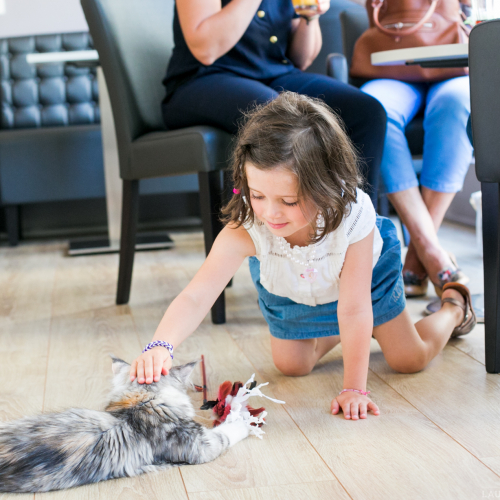 La Maison d'Élise : bar à chats Nantes