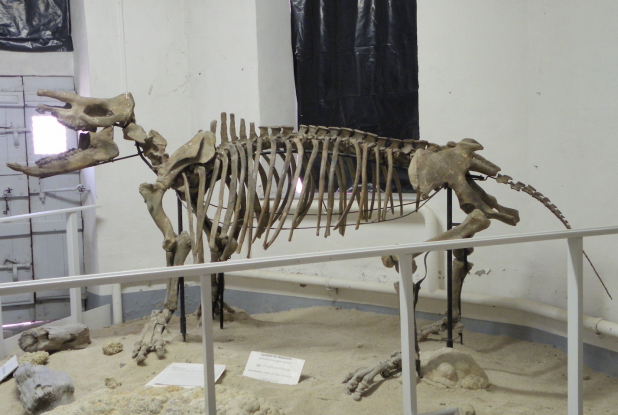 Un rhinocéros fossile de 23 millions d'années