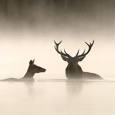 Le Chant des Forêts : affiche