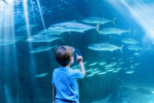 Top 10 des aquariums à visiter en famille en France
