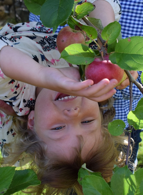 Cueillette de pommes petite fille